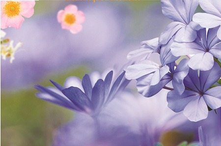 Atelier Fleurs de Bach